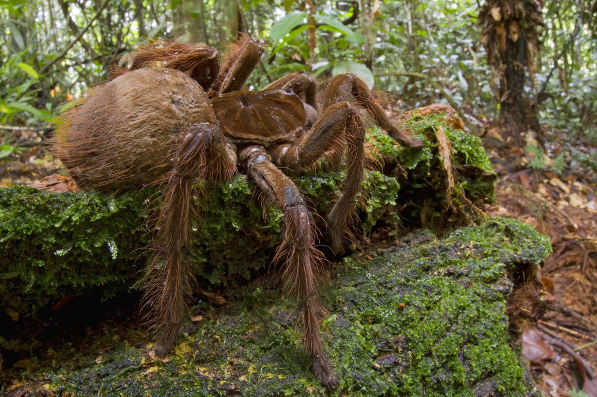 8. Goliath Bird-Eating Tarantula – Largest Spider In The World