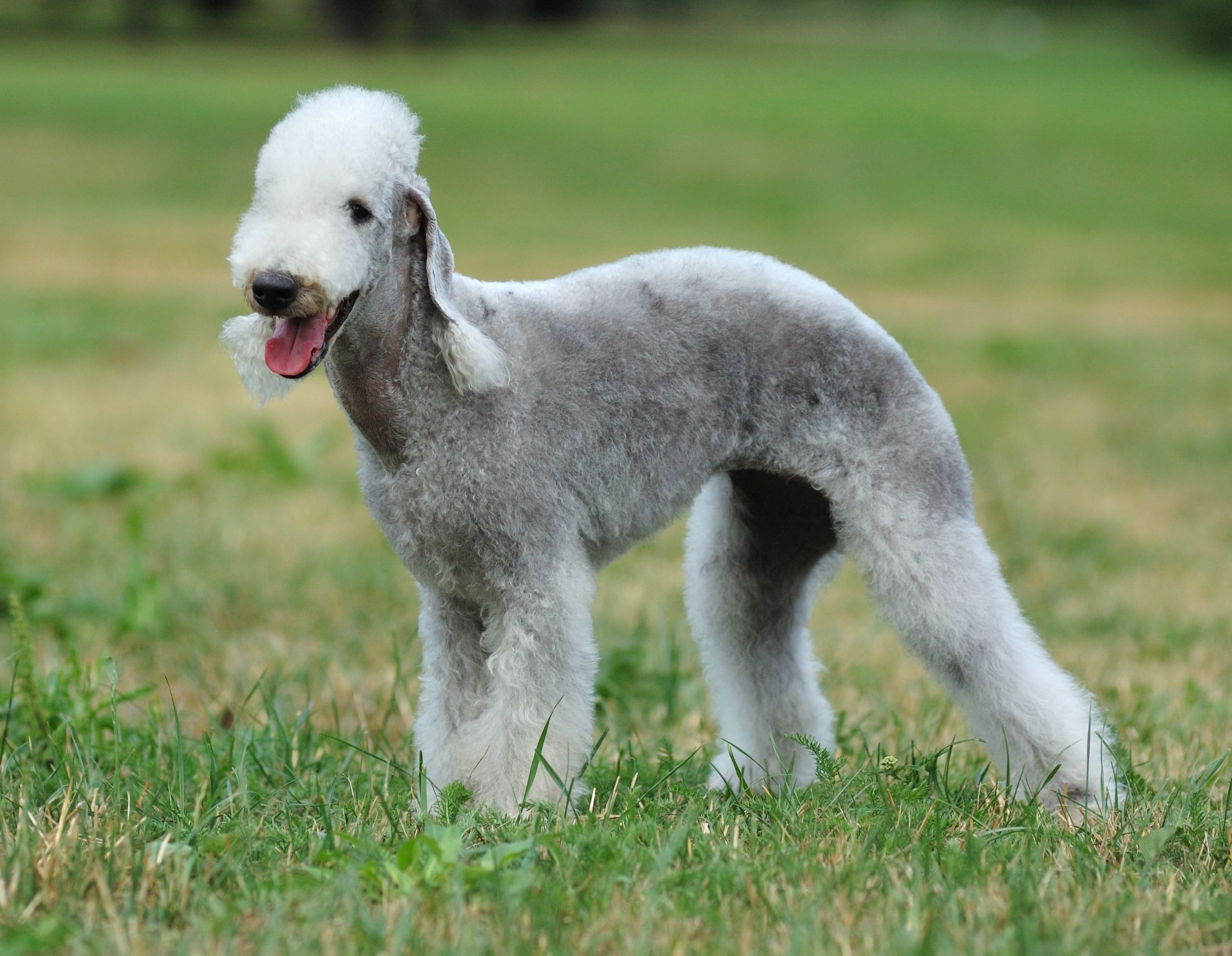 shutterstock_Bedlington Terrier