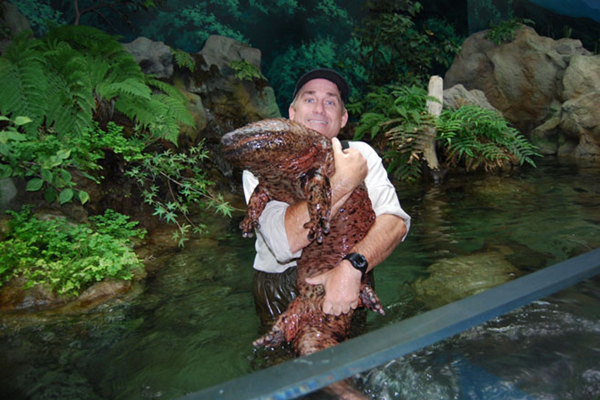 10. Chinese Giant Salamander – The Tallest Salamander In The World