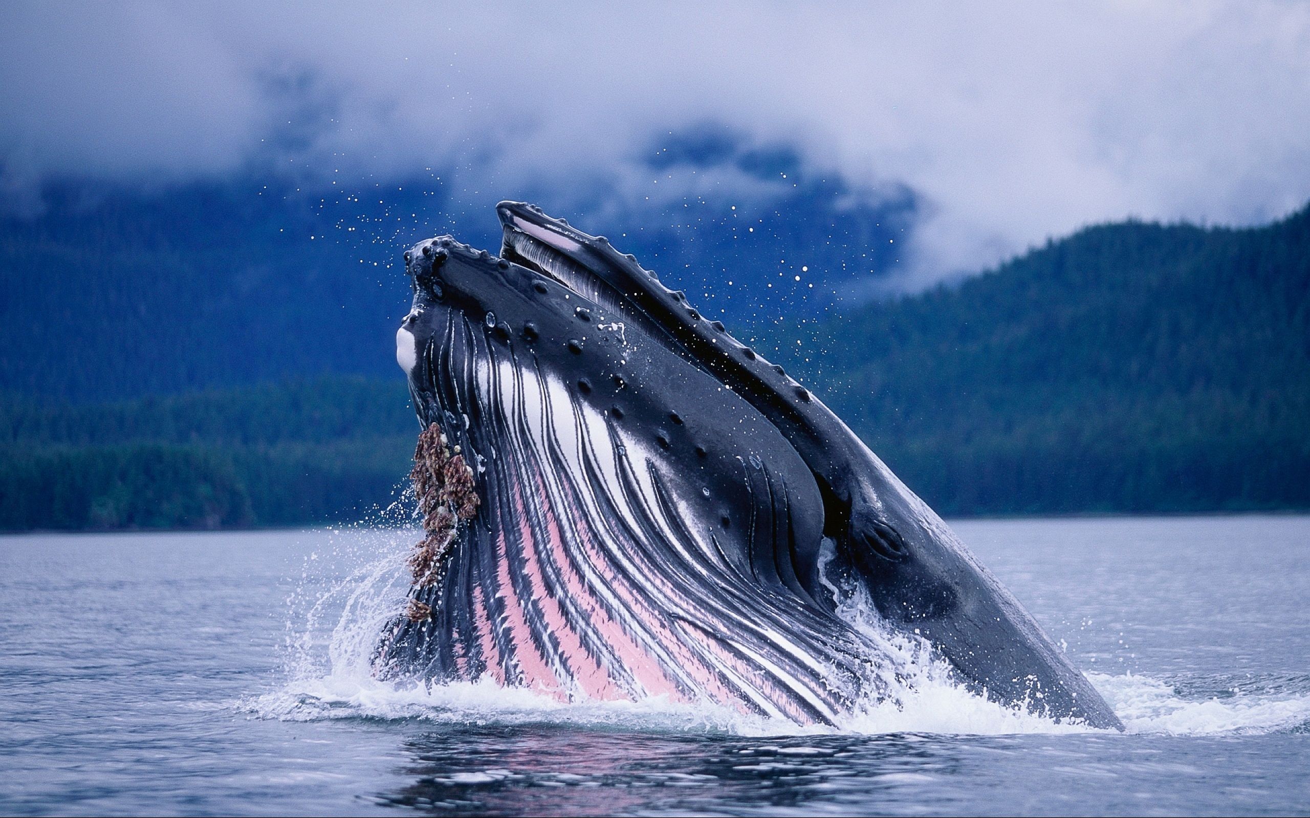 1. Blue Whale – World’s Largest Animal