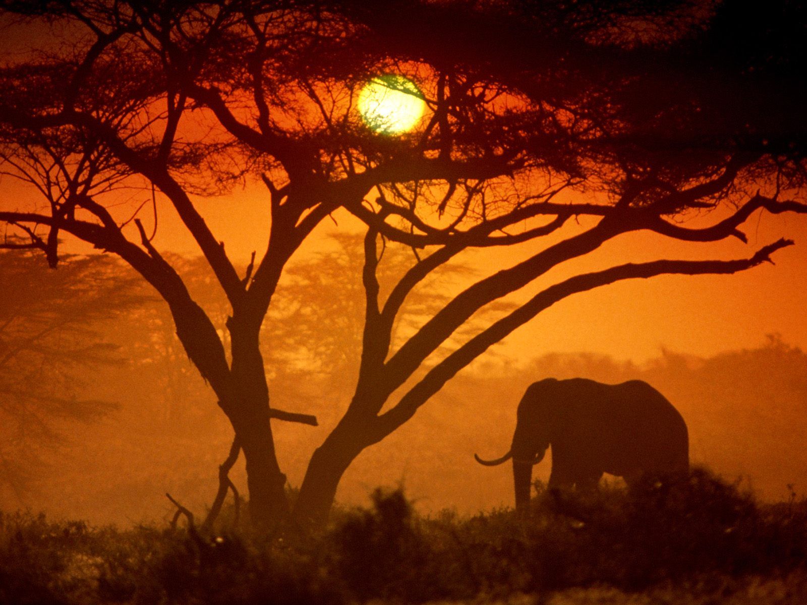 http://www.damlesafaris.com/sites/default/files/kenya-amboseli-national-park-.jpg