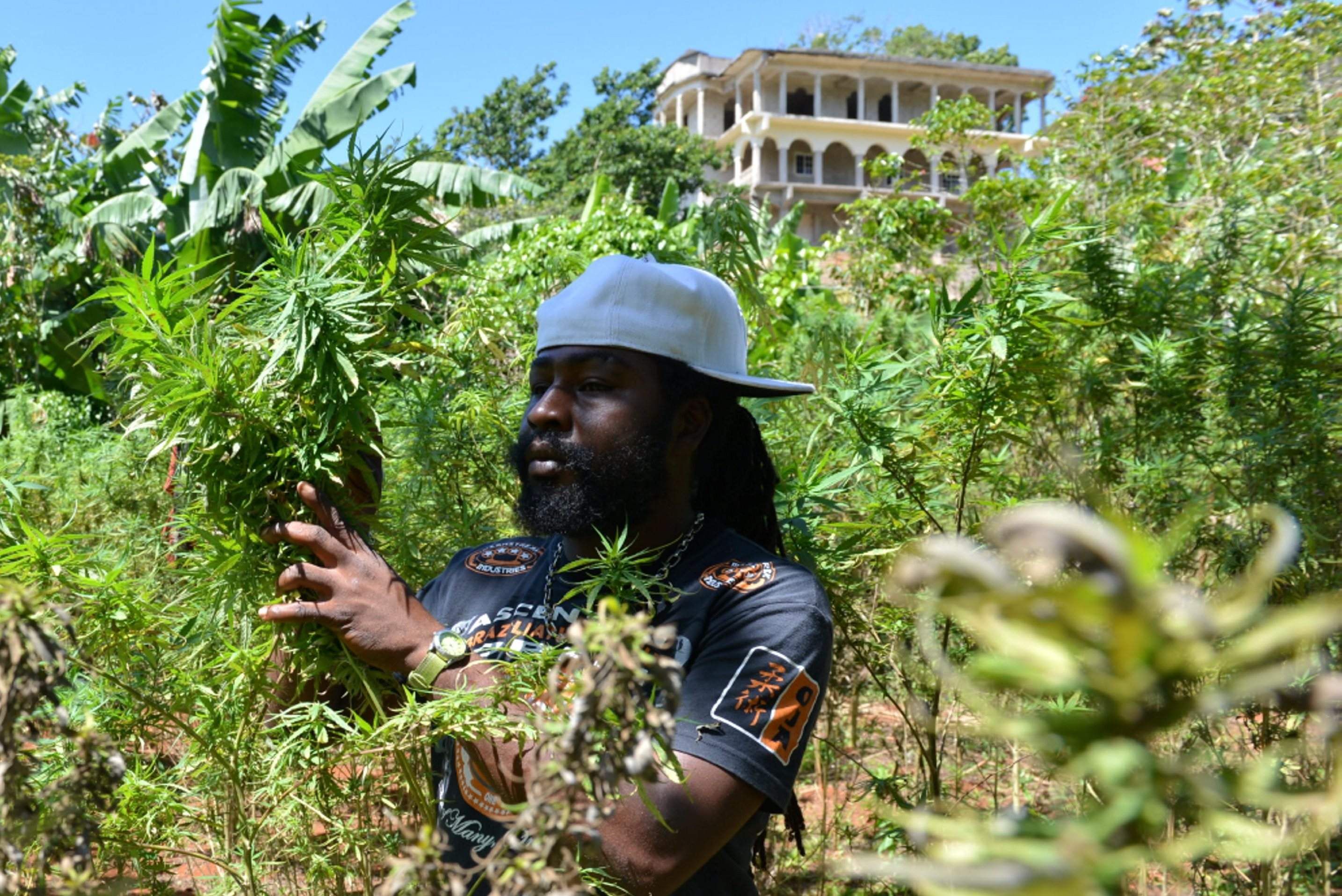 Countries Where Cannabis Could Soon Be Legal jamaica