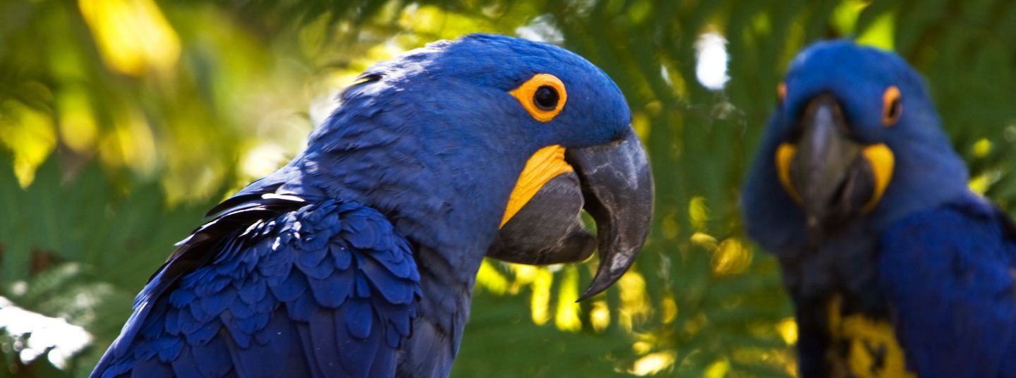 10 Most Expensive Animals in the World 10 Most Expensive Animals in the World