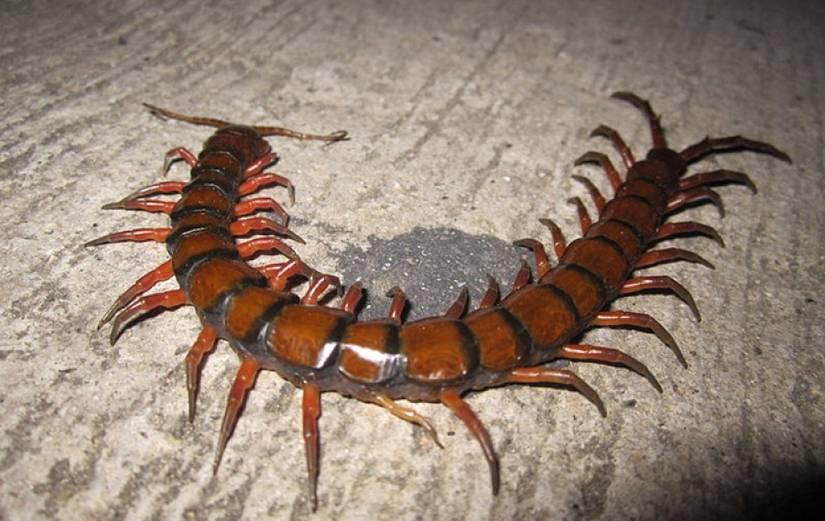 13 Scary Bugs From Australia That Will Haunt You