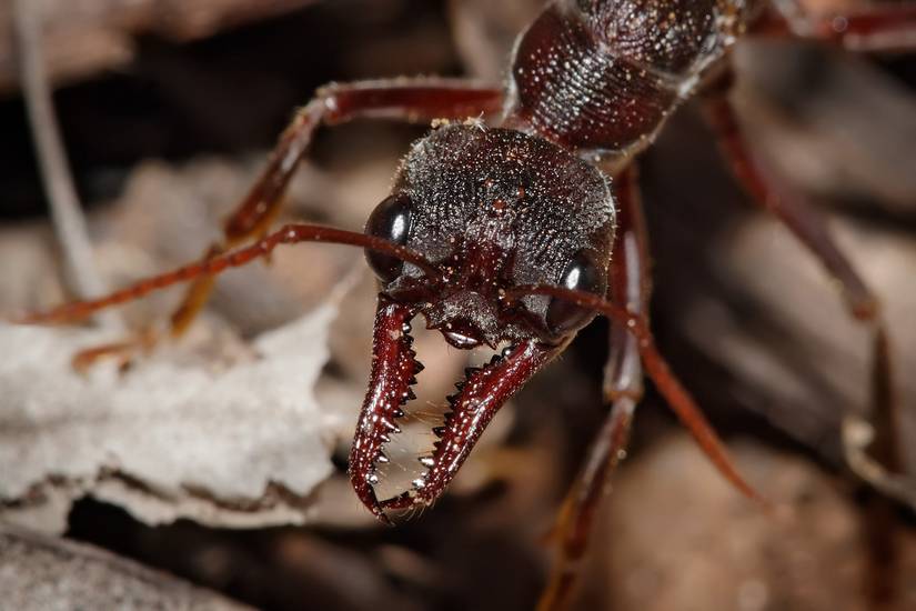 Scary Australian Insect 13 Scary Bugs From Australia That Will Haunt You