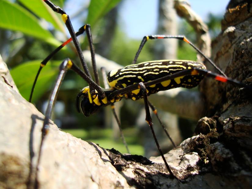Scary Australian Insect 13 Scary Bugs From Australia That Will Haunt You