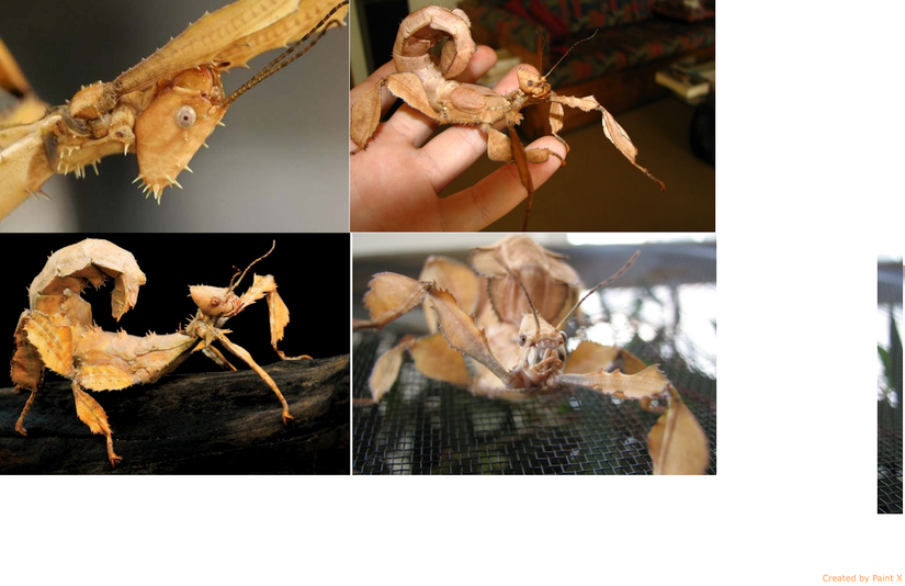 13 Scary Bugs From Australia That Will Haunt You