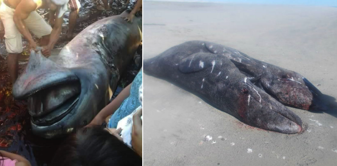 15 Mysterious Creatures That Washed Up From The Ocean