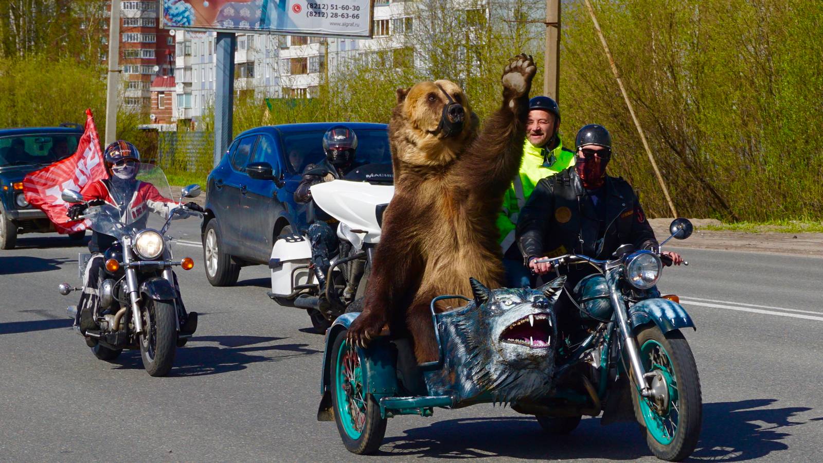 Brown Bear Rides Shotgun On Motorcycle On Public Street