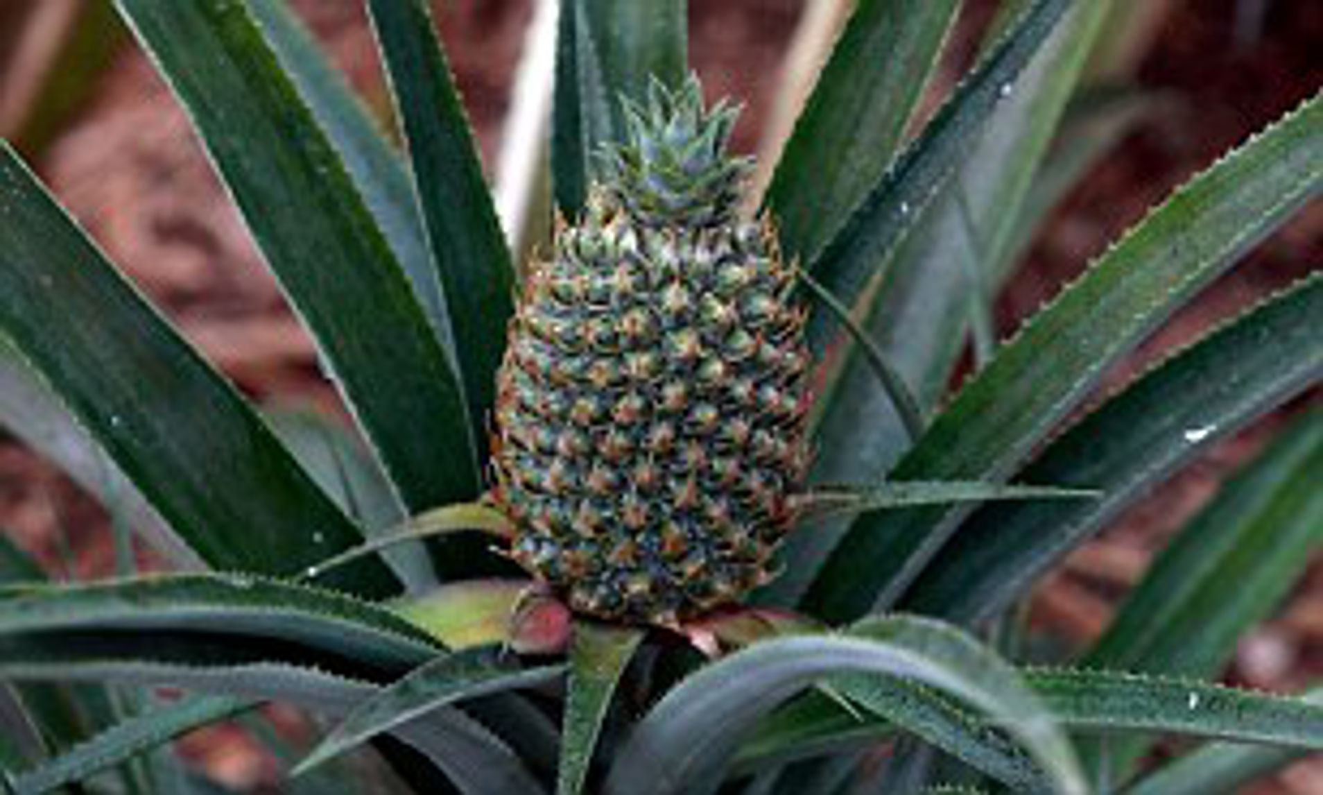 10 Disgusting & OffPutting Foods That Are Outrageously Expensive