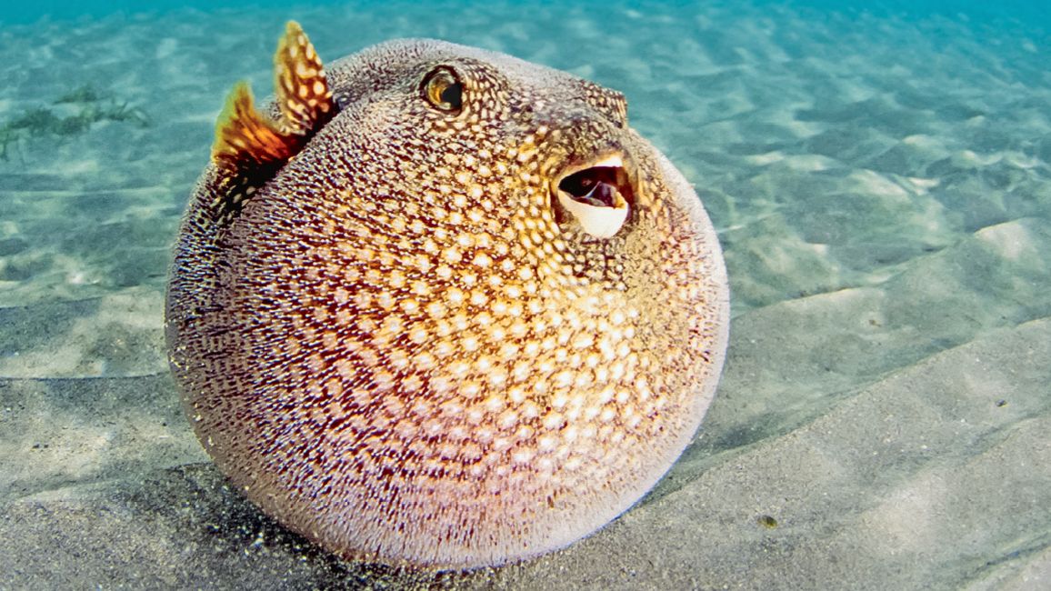 puffer fish small puffer fish small