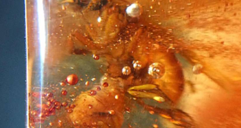 The 10 Most Expensive Amber Pieces In The World, Ranked