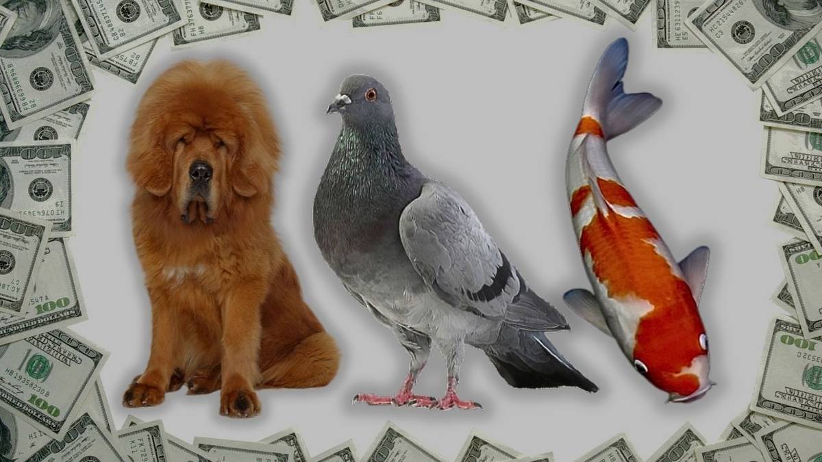 The Most Expensive Pets In The World And What Makes Them So Pricey